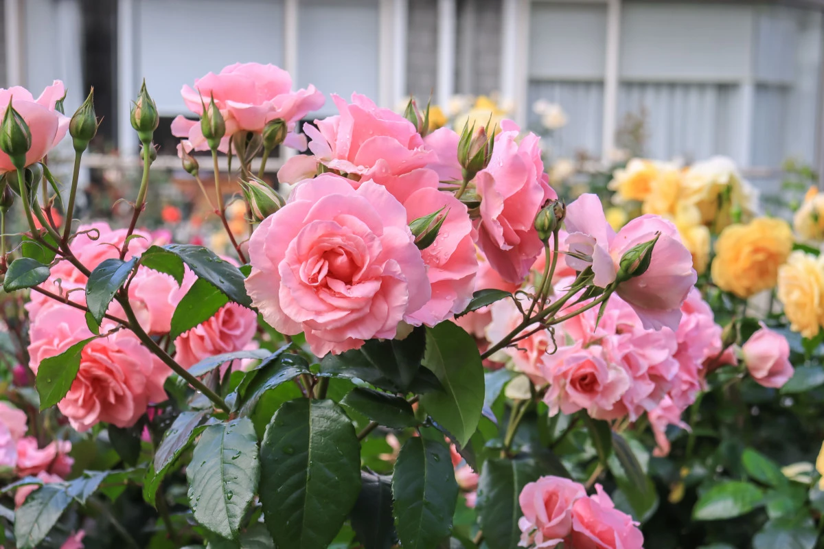 remuera-gardens-13425